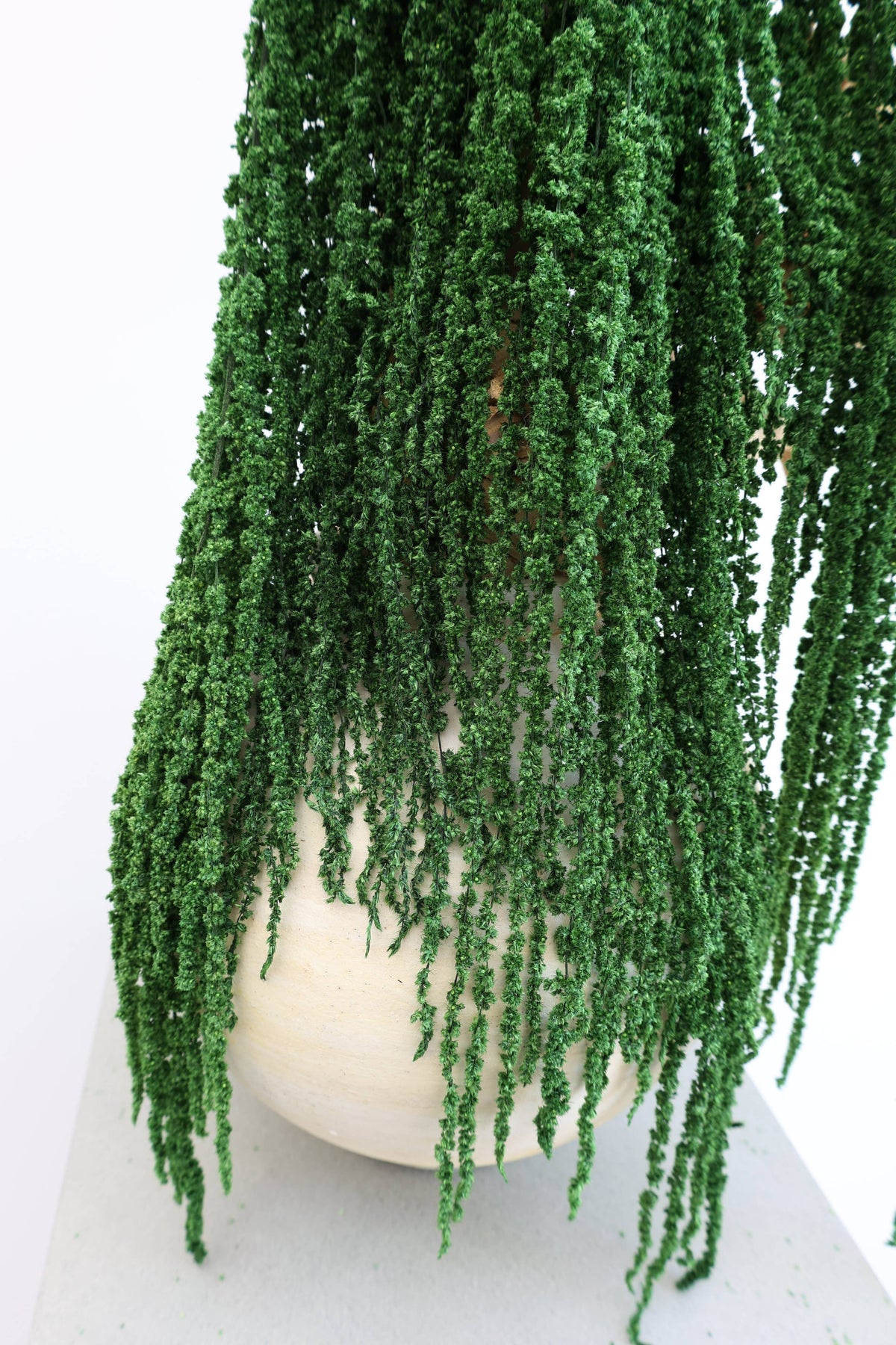 Preserved Amaranthus