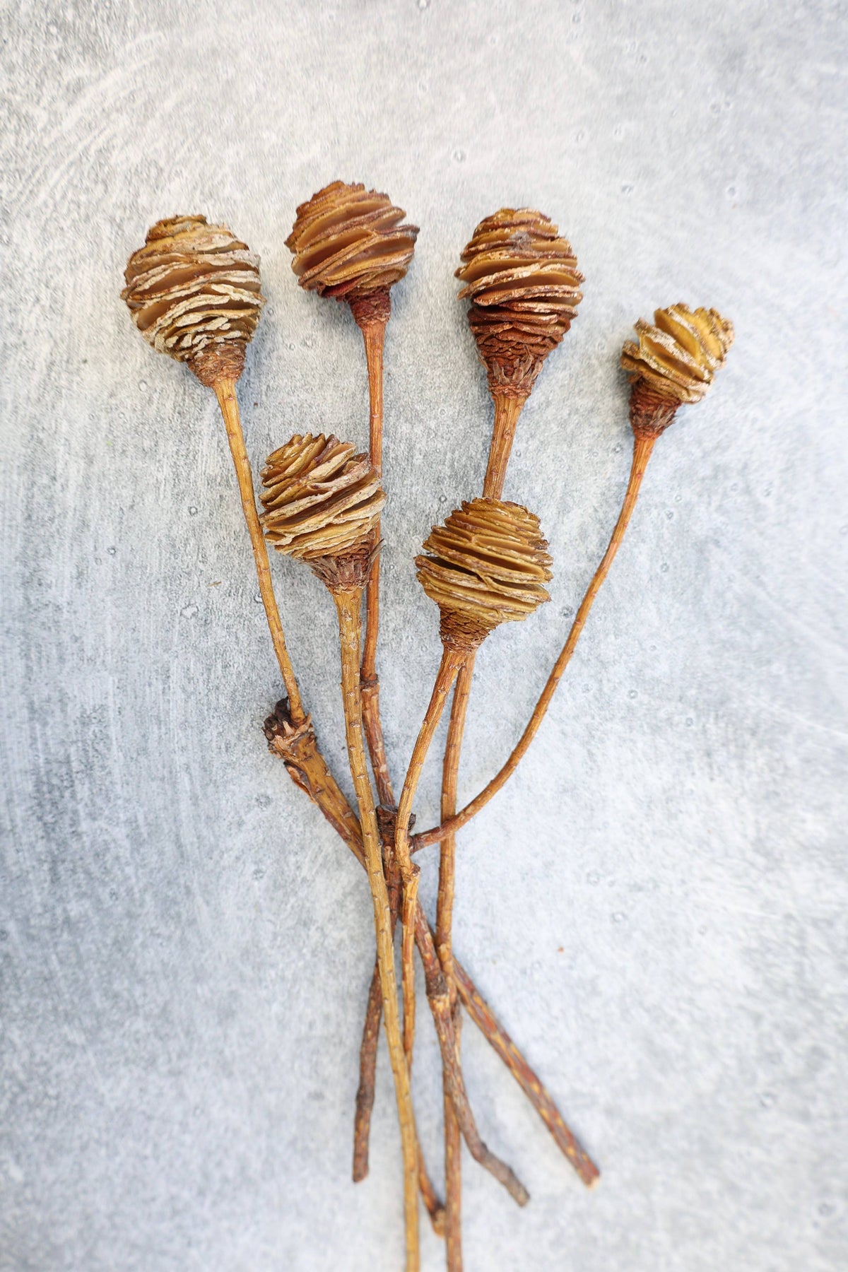 Dried Spiral Cone Bunch, South African Flowers