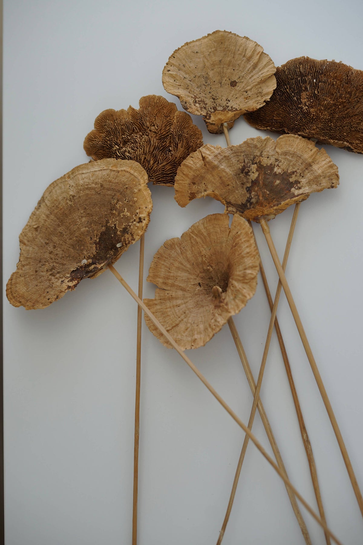 Dried Mushroom