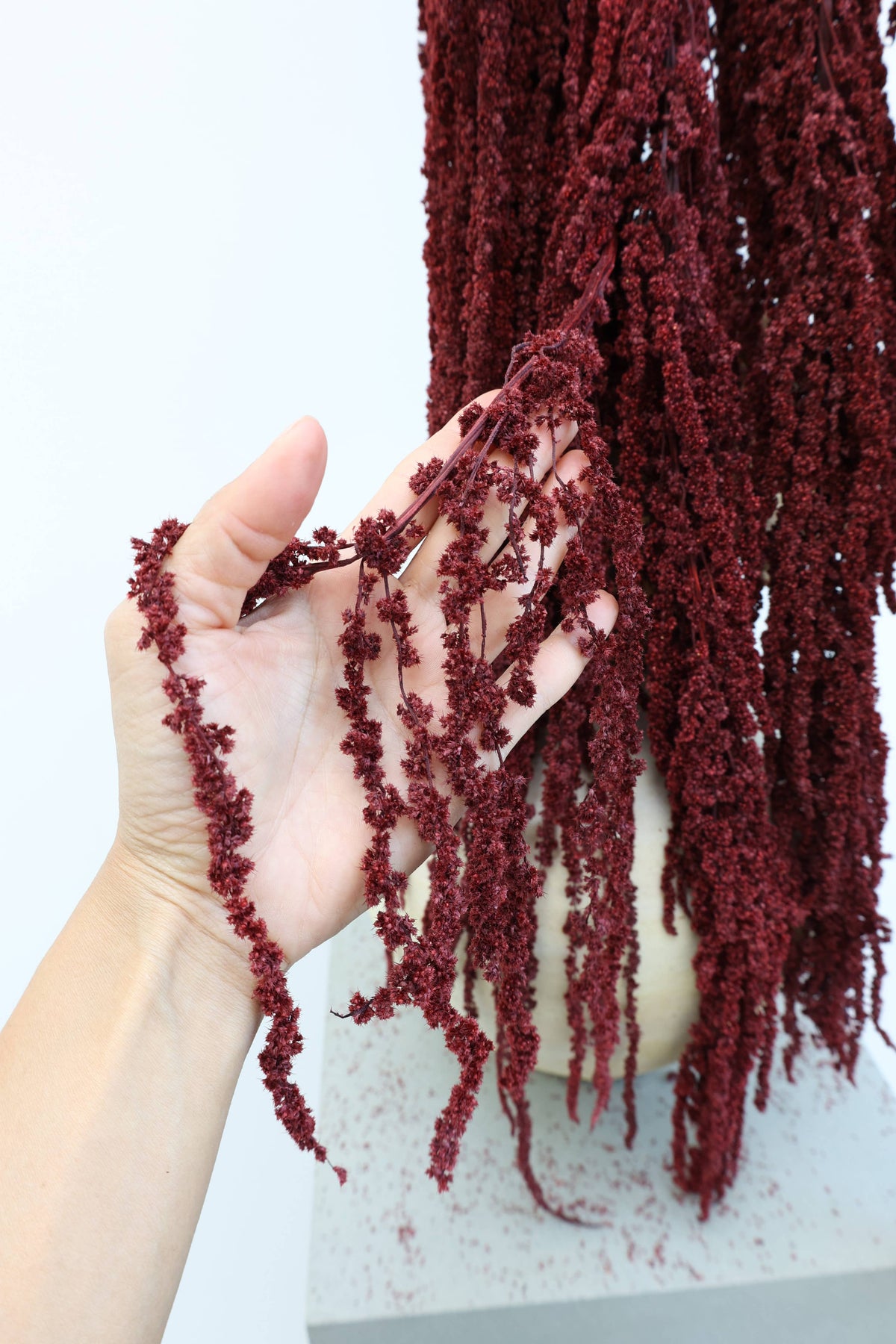 Preserved Deep Red Hanging Amaranthus