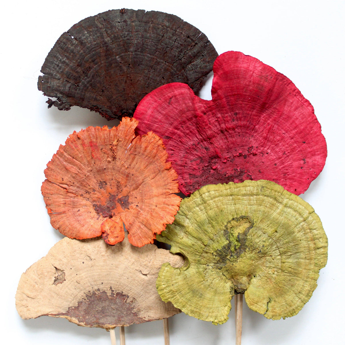 Sponge Mushrooms