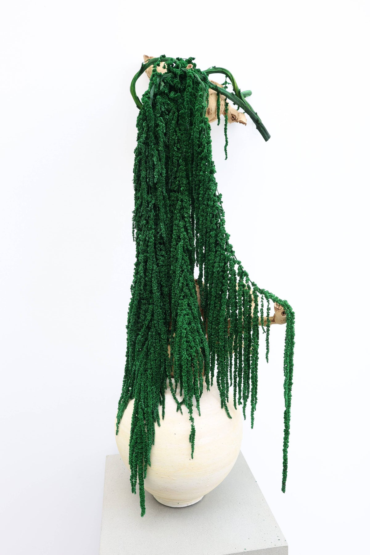 Forest Green Preserved Amaranthus