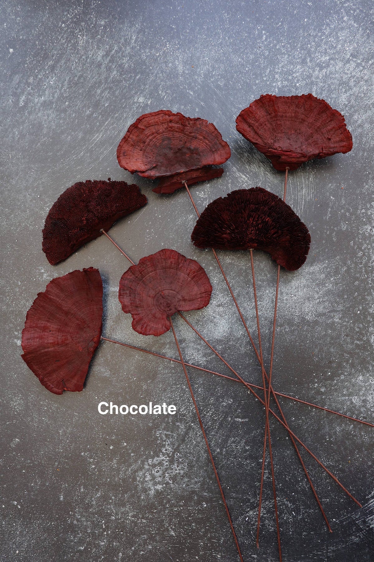 Dried Mushroom 