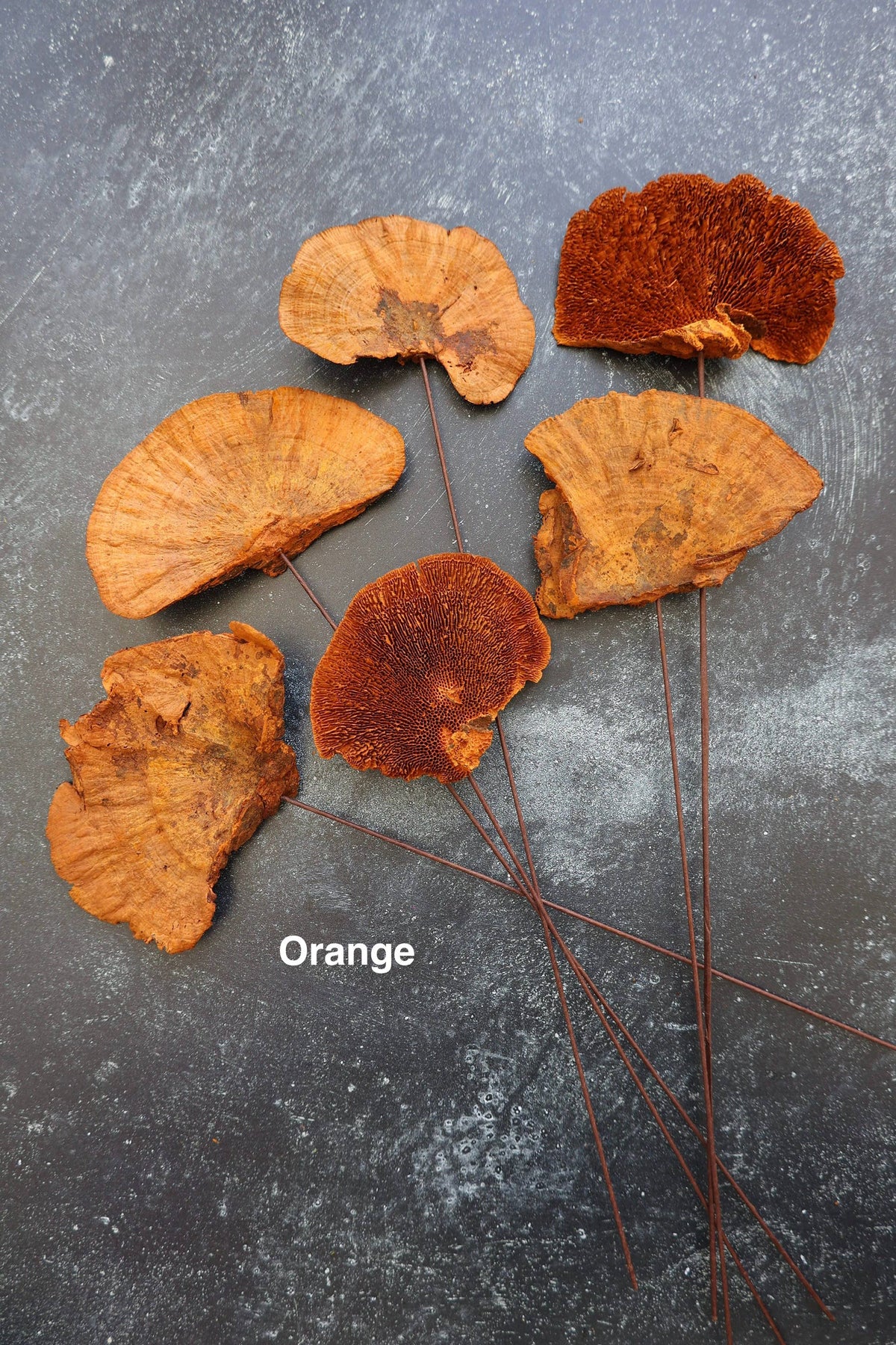 Dried Mushroom 