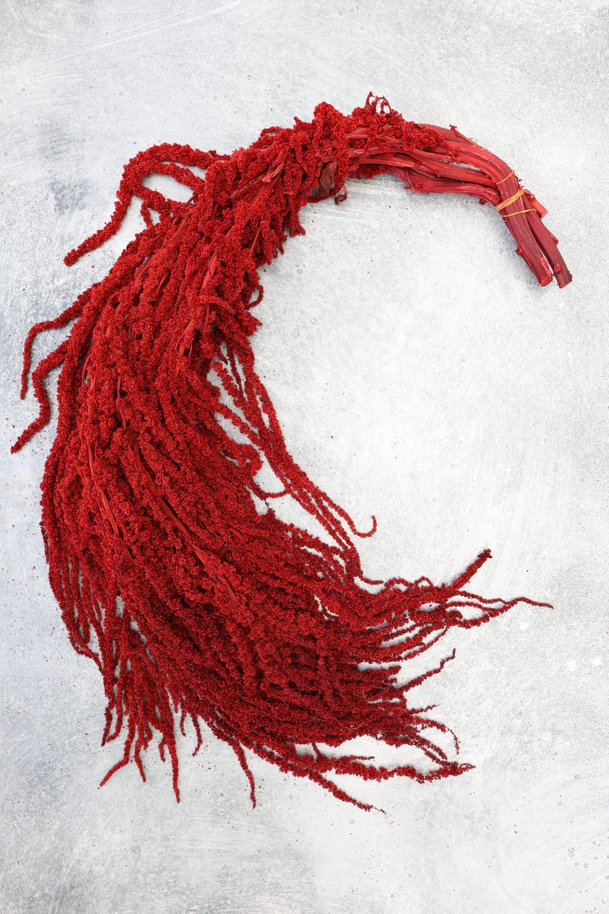 Red Amaranthus Hanging Preserved
