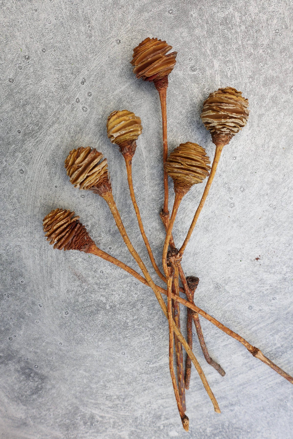 Dried Spiral Cone Bunch, South African Flowers 