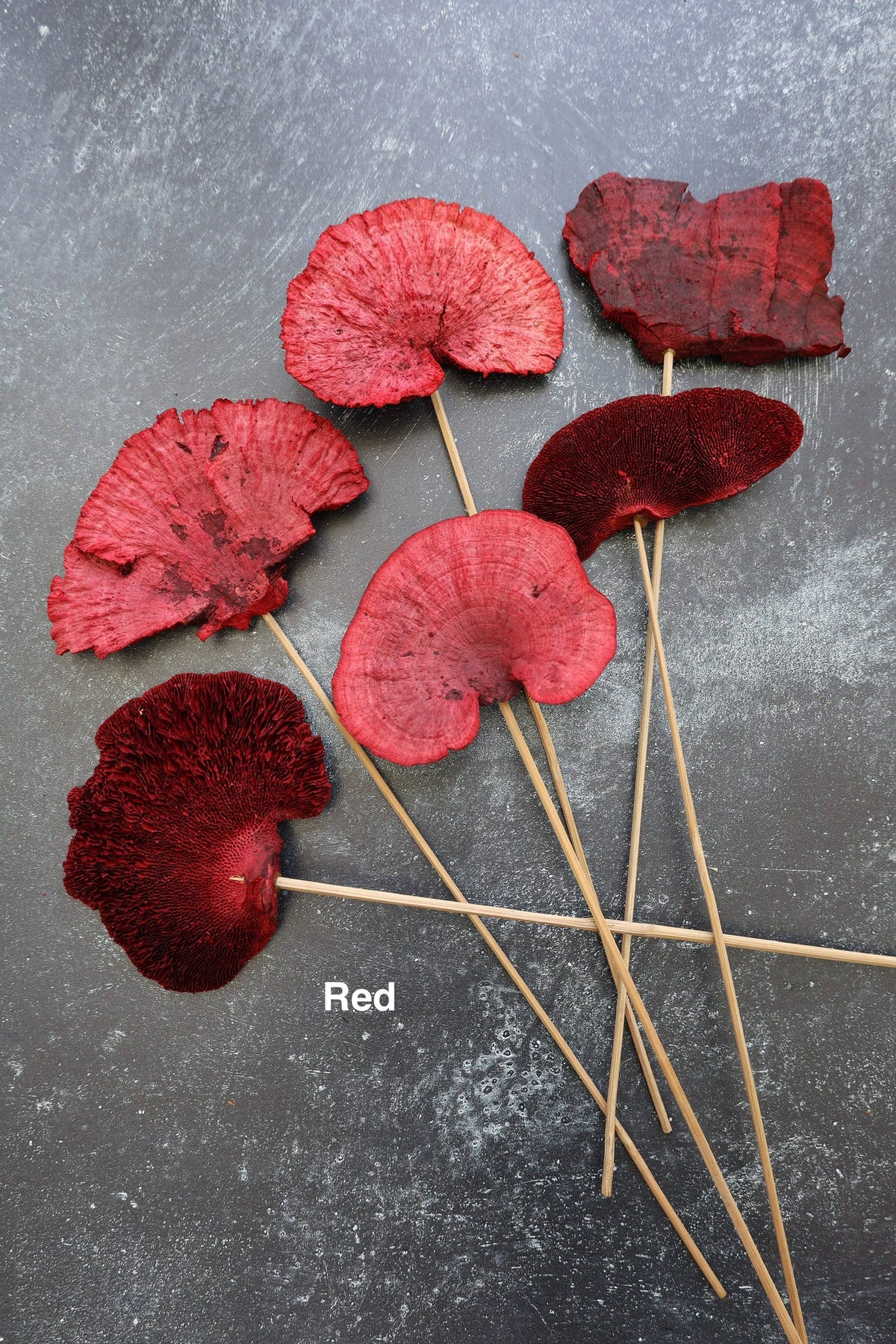 Dried Mushroom 