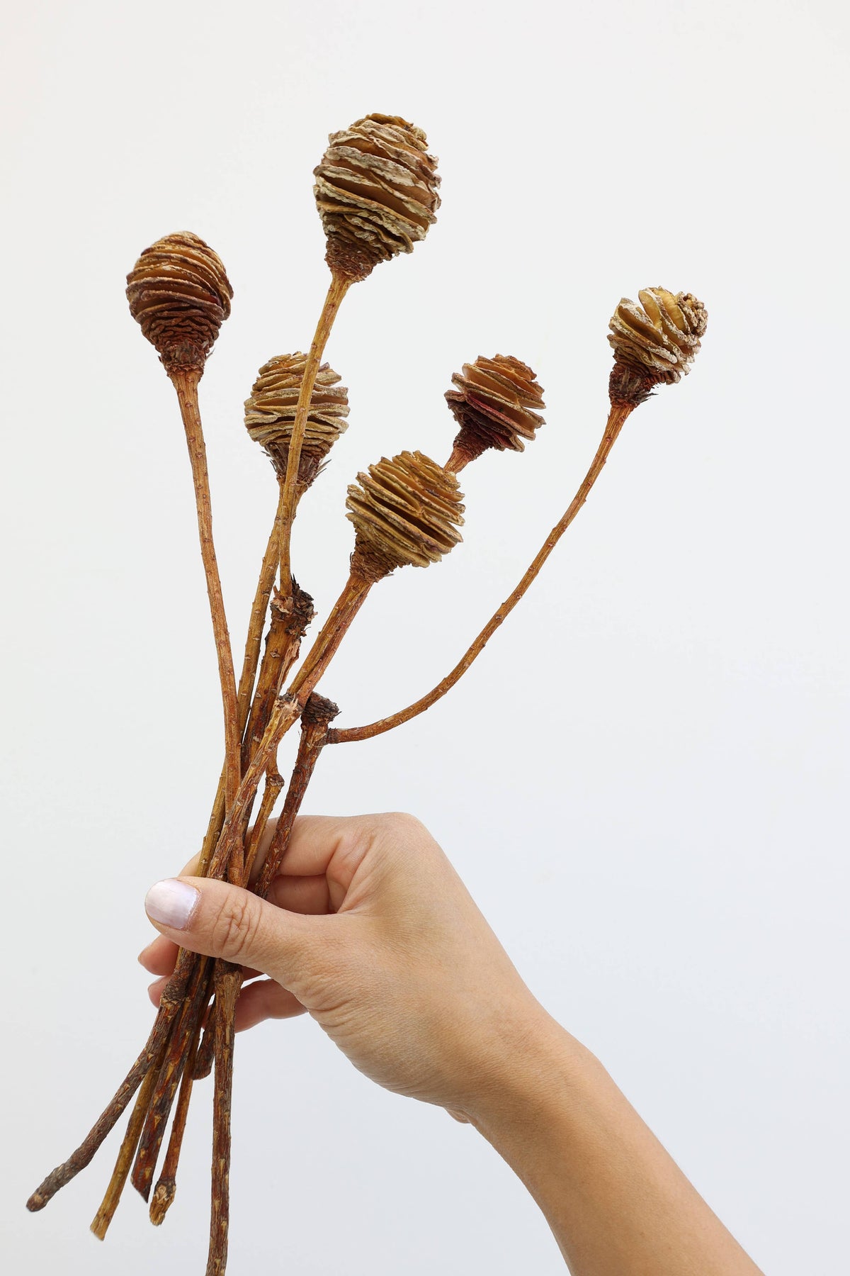 Dried Spiral Cone Bunch, South African Flowers 