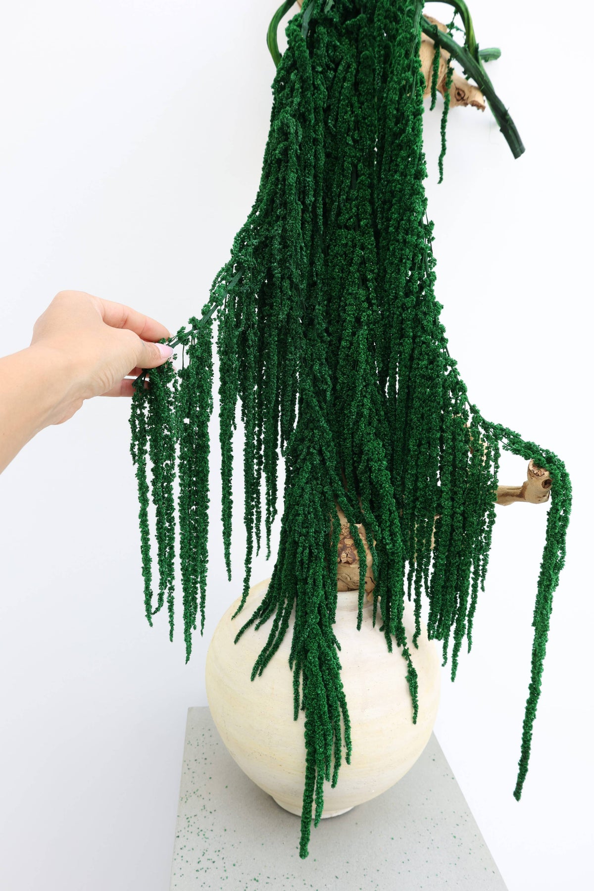 Forest Green Preserved Amaranthus