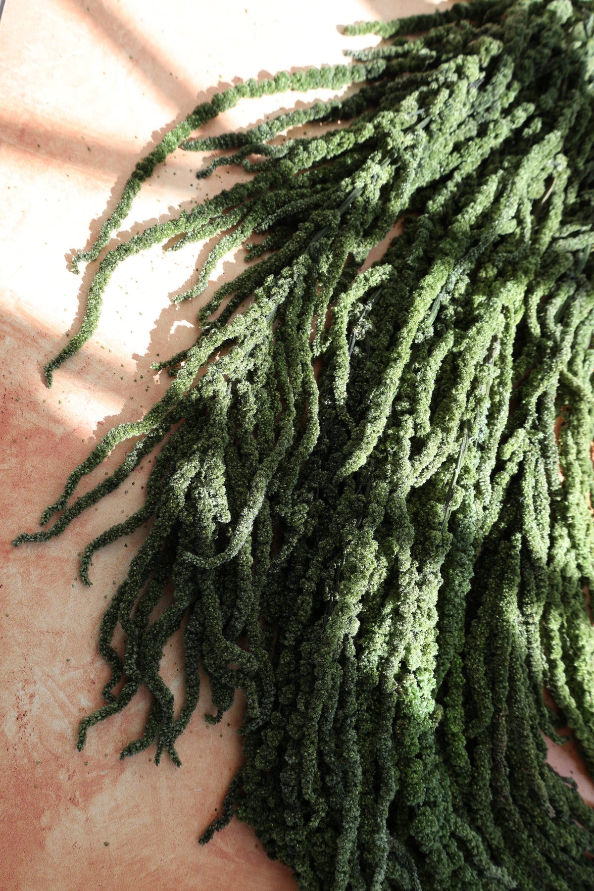 Green Preserved Amaranthus