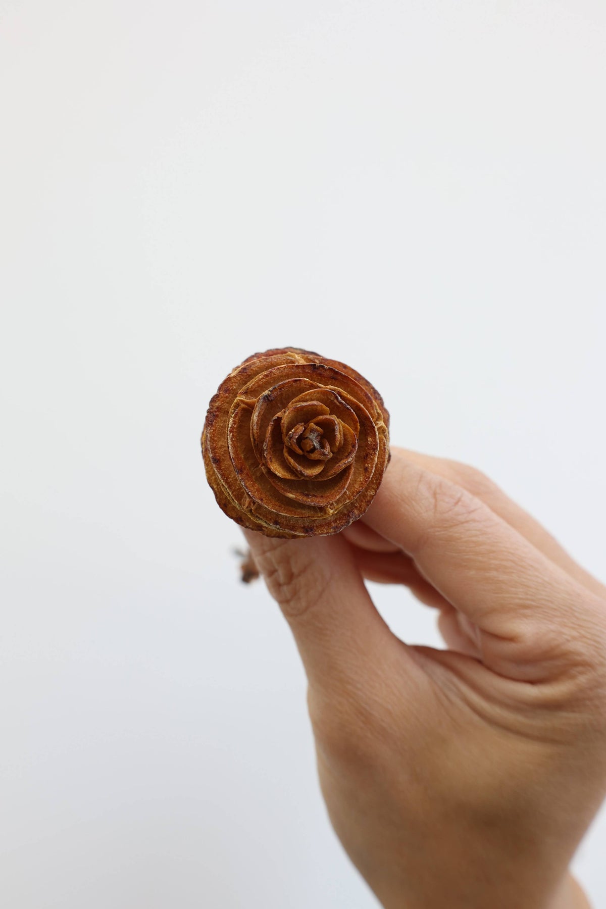 Dried Spiral Cone Bunch, South African Flowers 