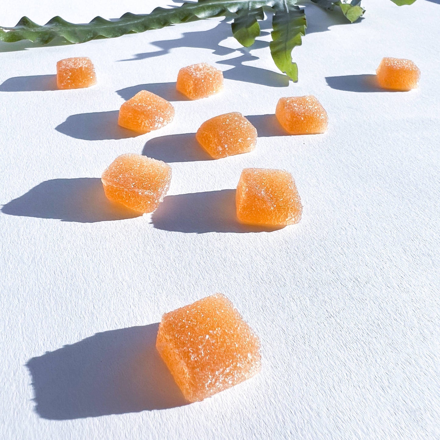 Concentrate Mushroom Gummies (30) / Vegan Supplement / Focus