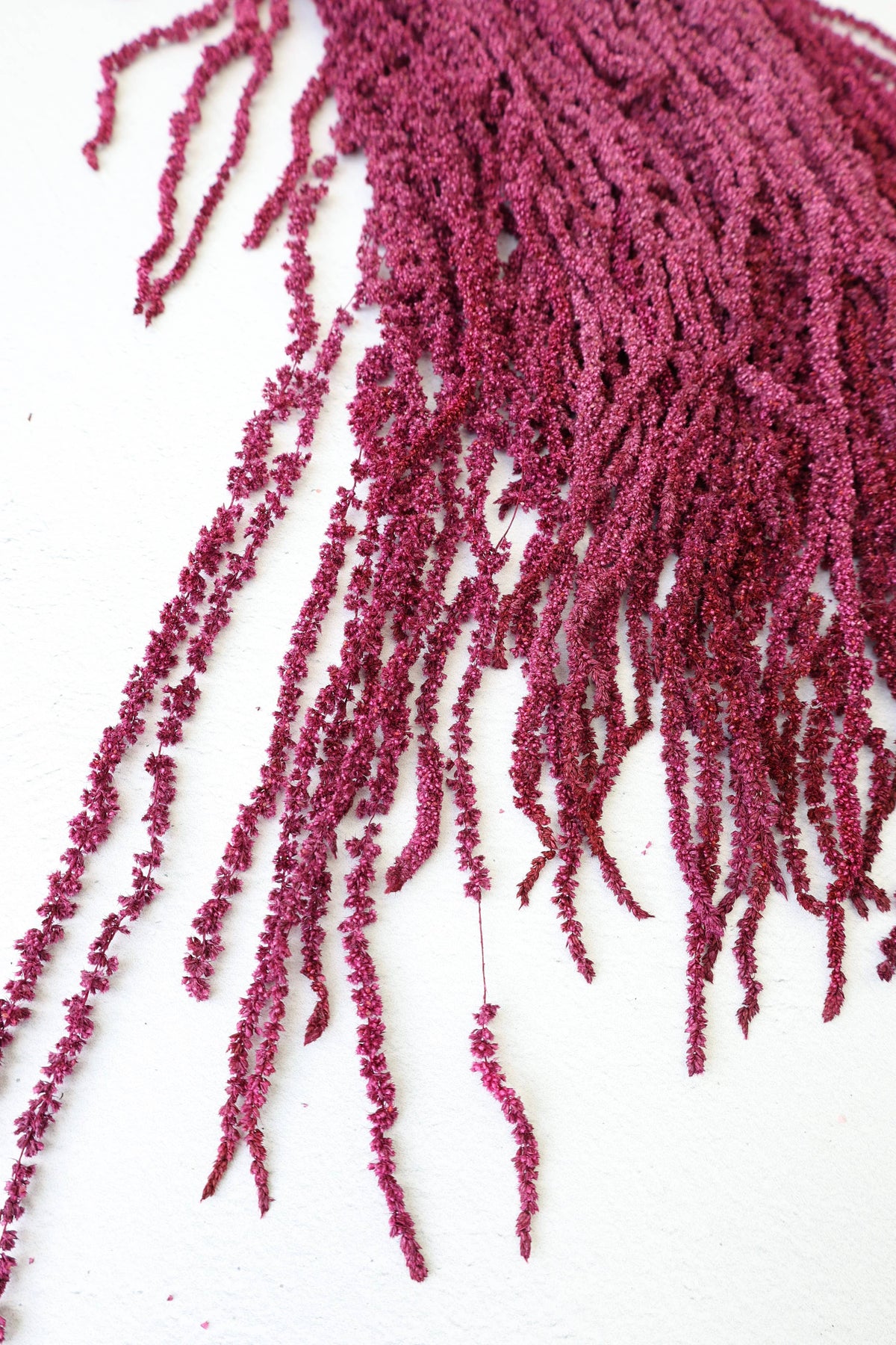 Preserved Amaranthus