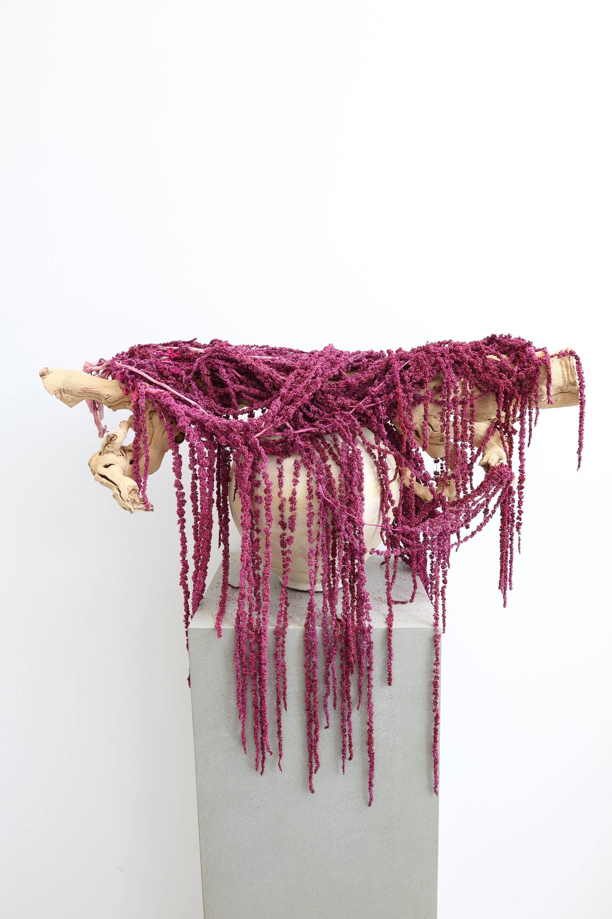 Preserved Amaranthus
