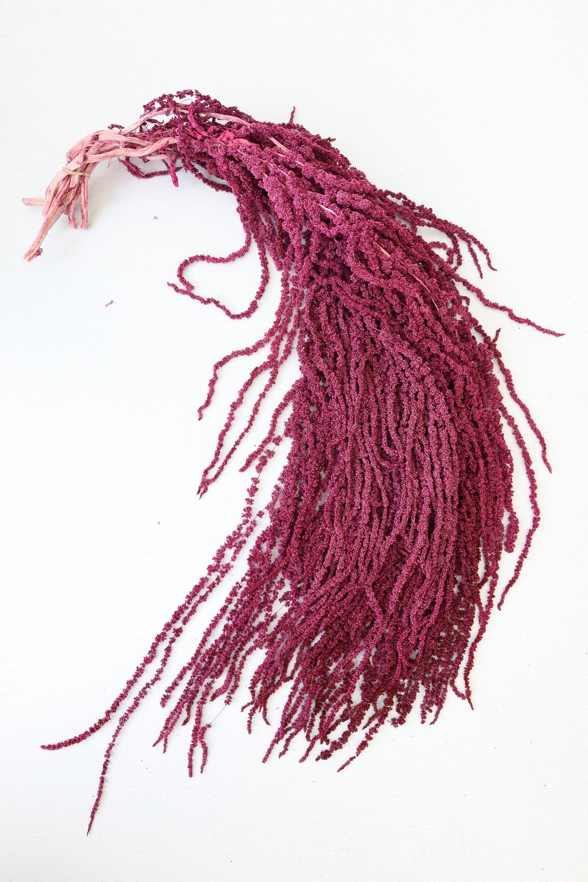 Preserved Amaranthus