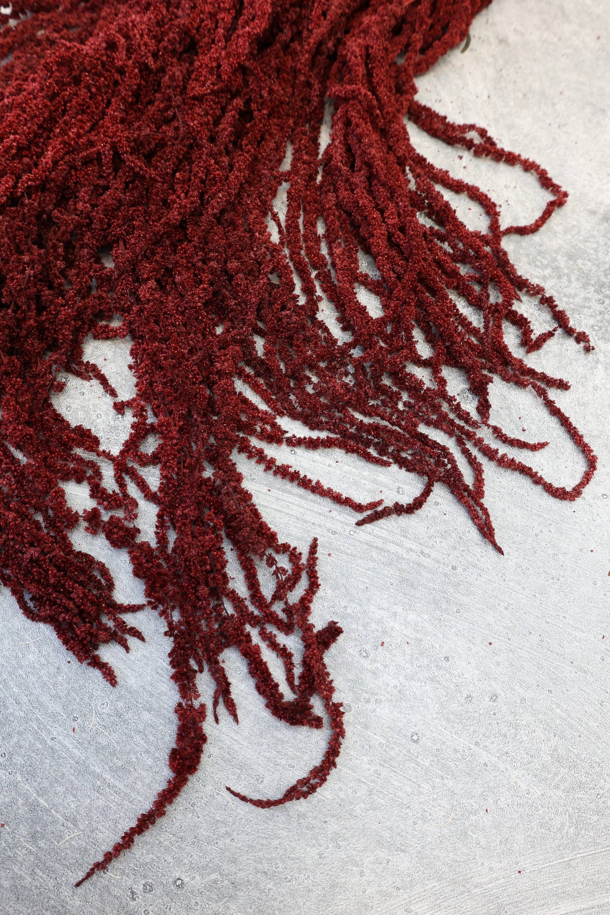 Preserved Deep Red Hanging Amaranthus