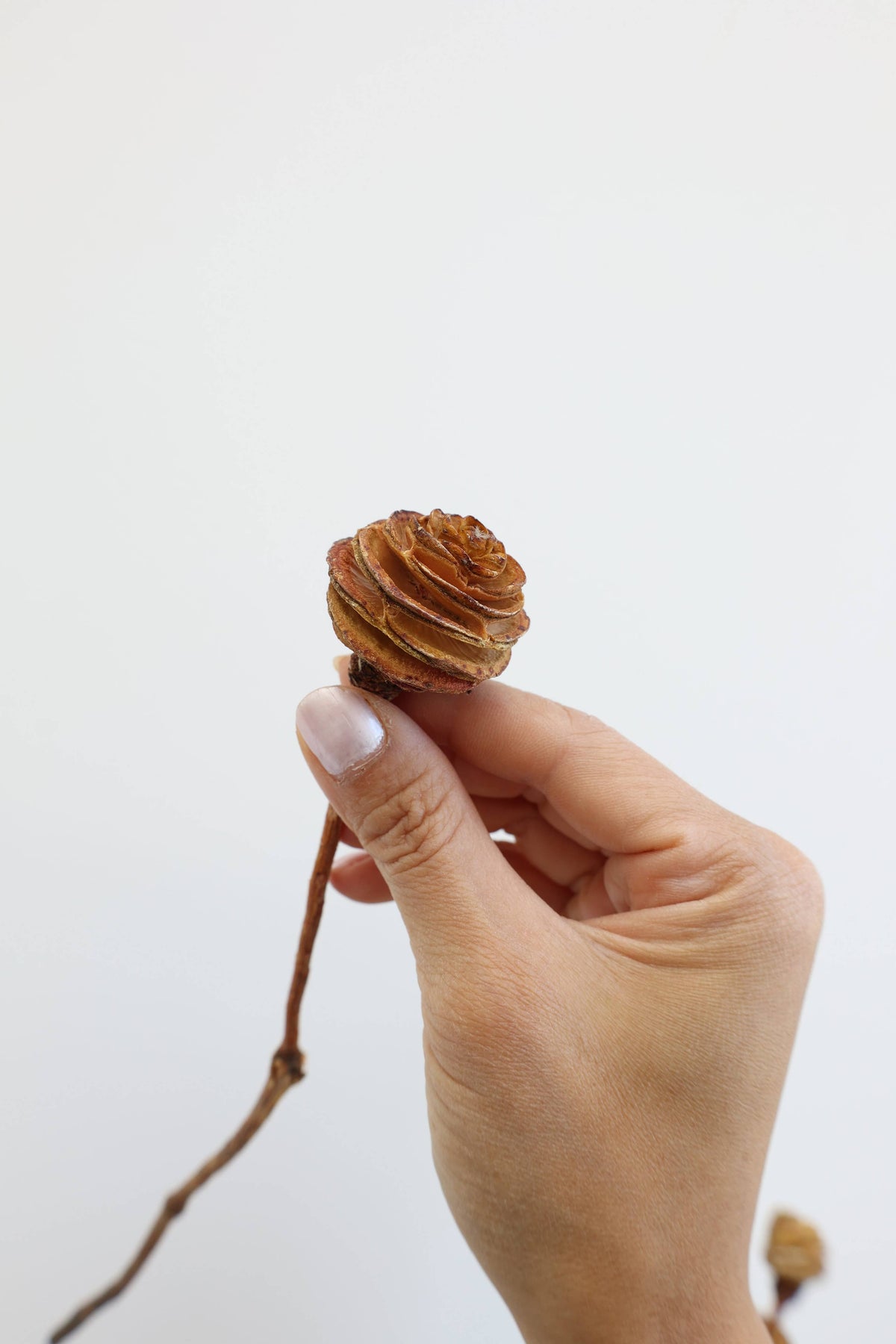 Dried Spiral Cone Bunch, South African Flowers 