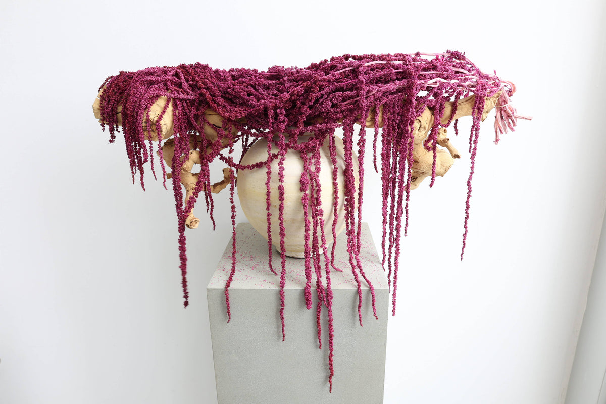 Preserved Amaranthus