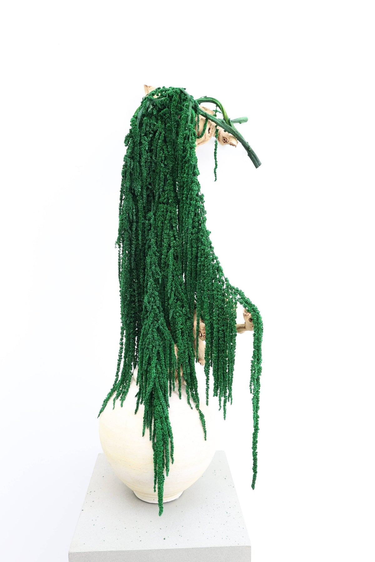 Forest Green Preserved Amaranthus