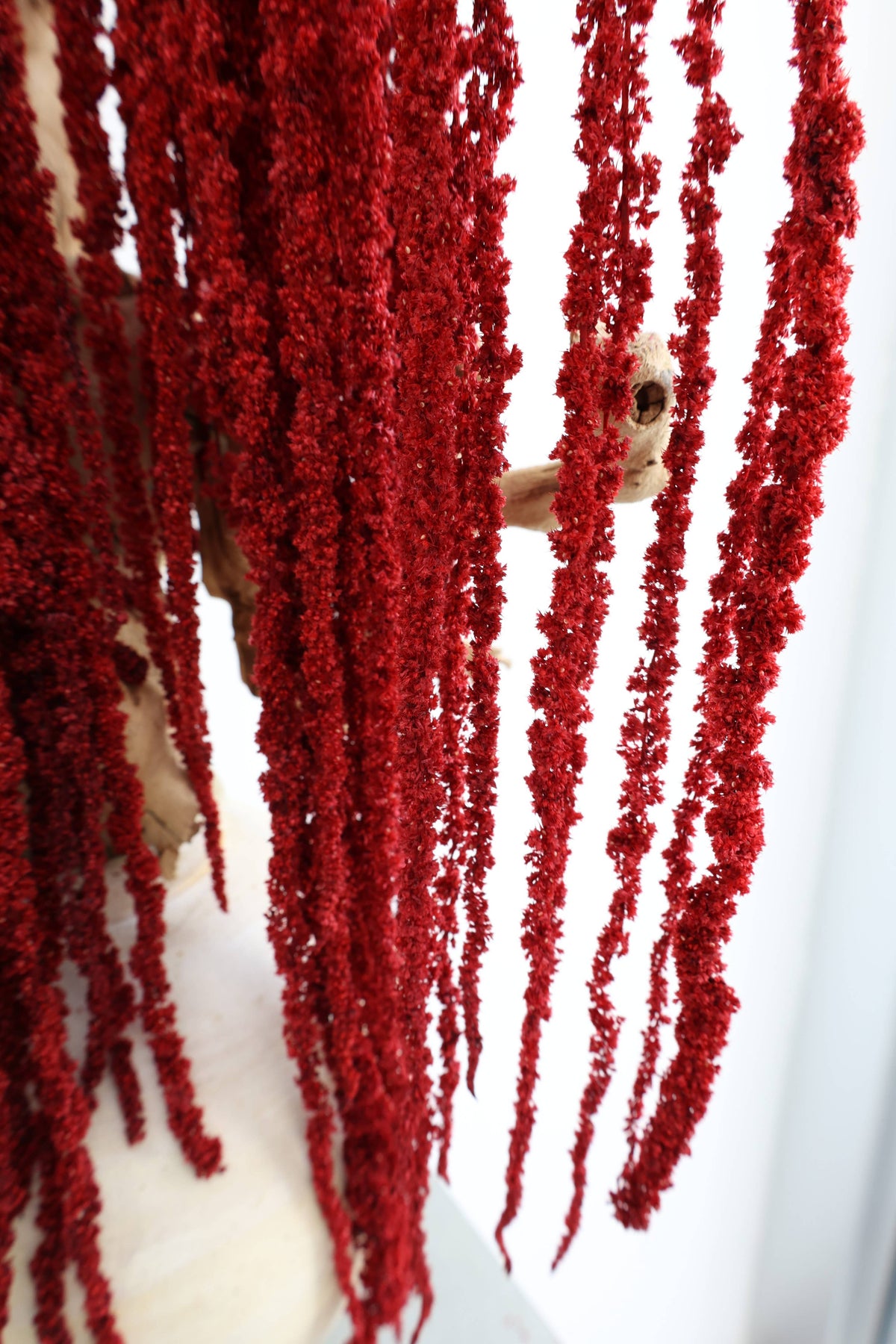 Red Amaranthus Hanging Preserved
