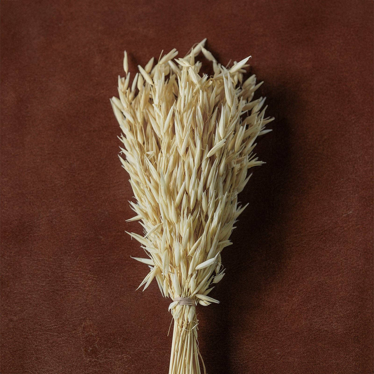 Dried flowers Bleached, 12"
