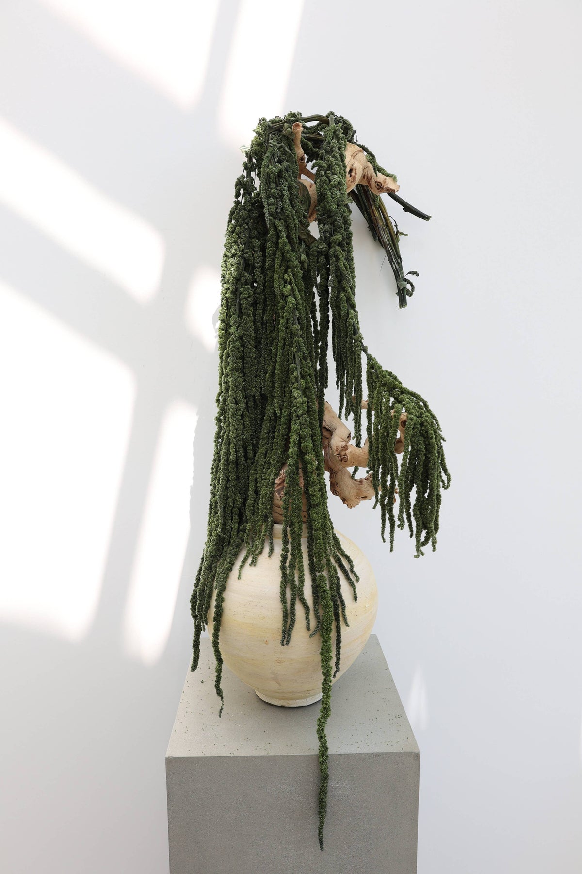 Green Preserved Amaranthus
