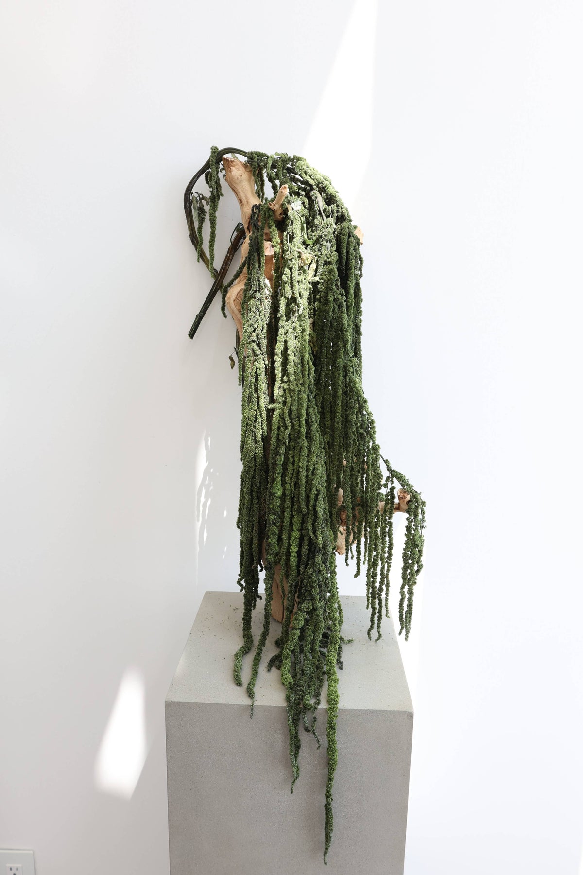 Green Preserved Amaranthus