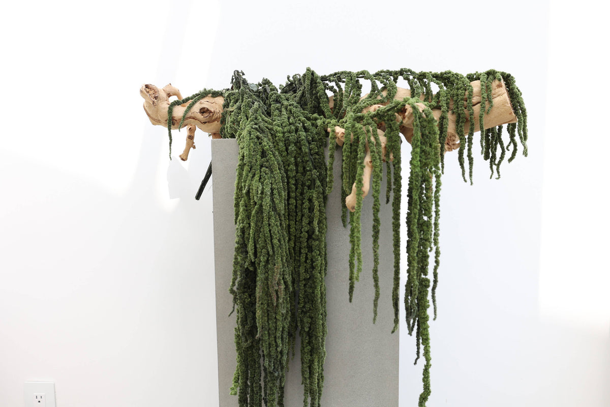Green Preserved Amaranthus