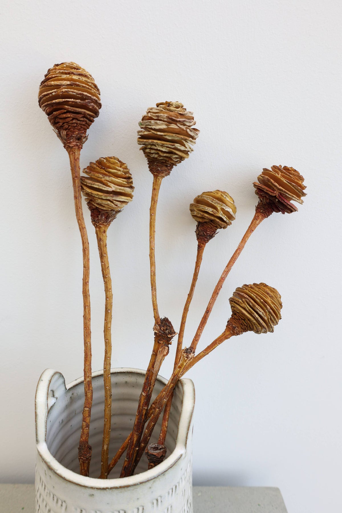Dried Spiral Cone Bunch, South African Flowers 