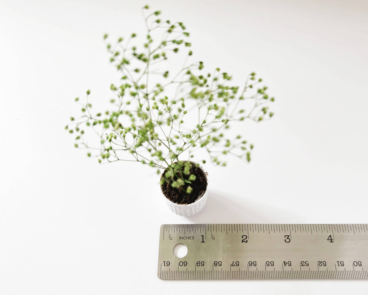 Miniature Potted Plant - Terra Cotta or Stone