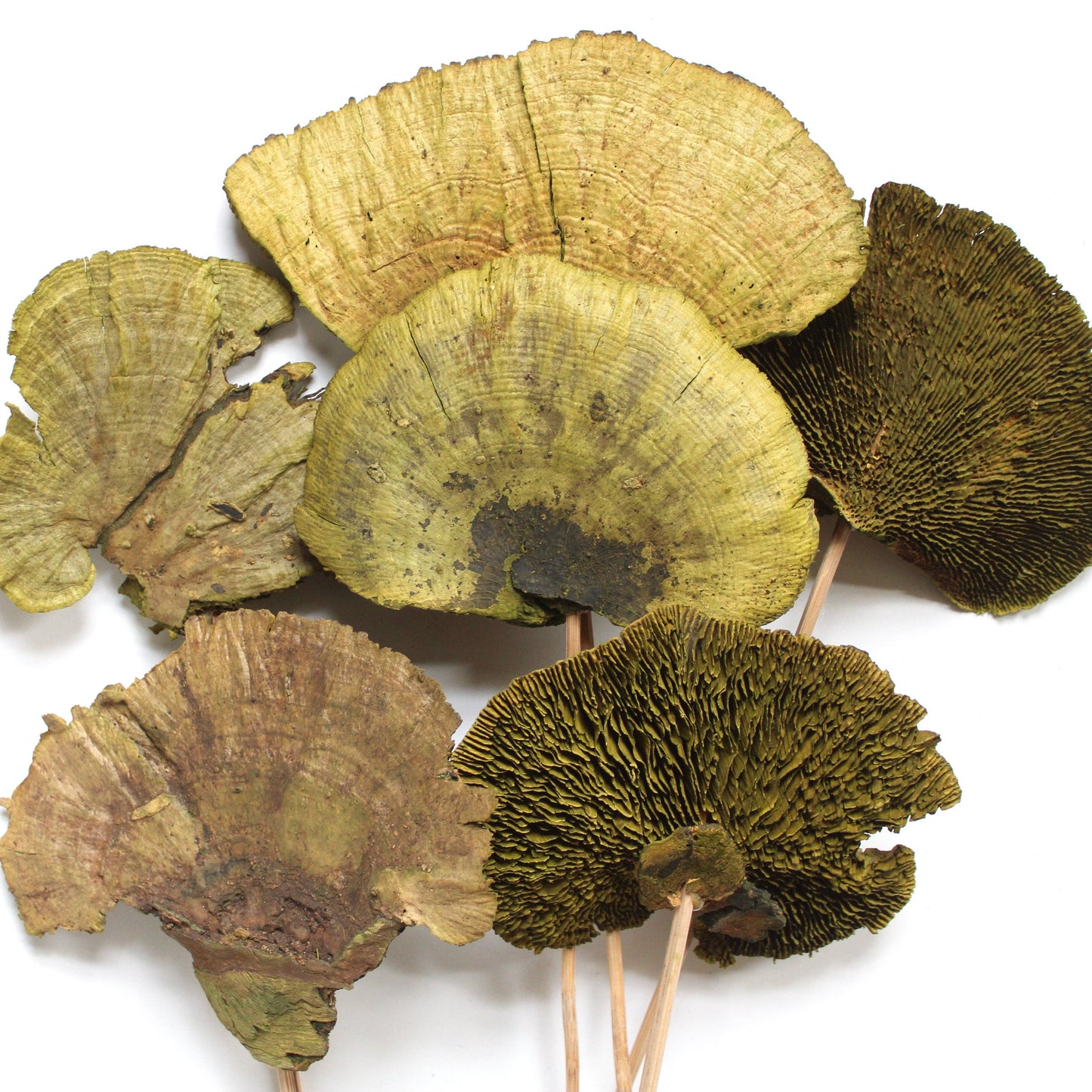 Sponge Mushrooms