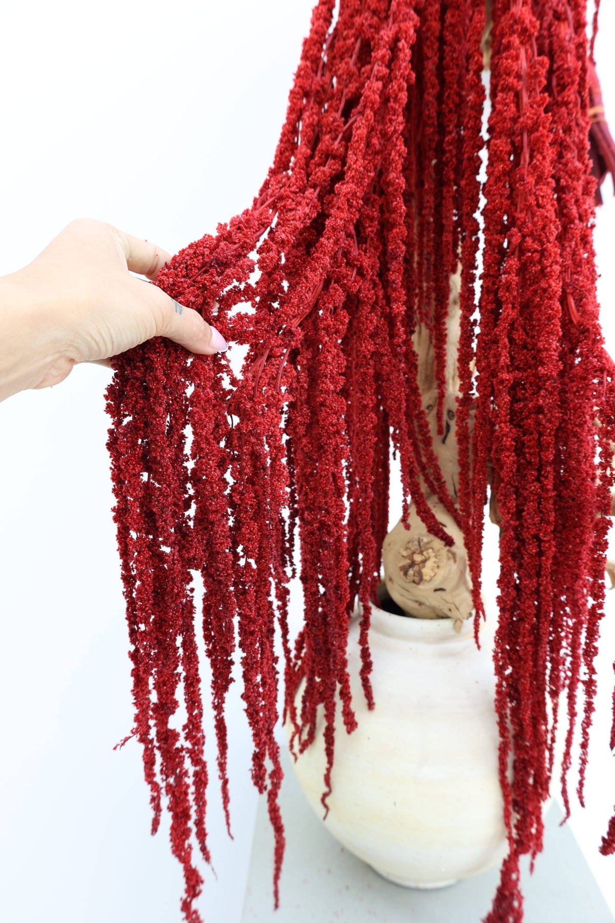 Red Amaranthus Hanging Preserved