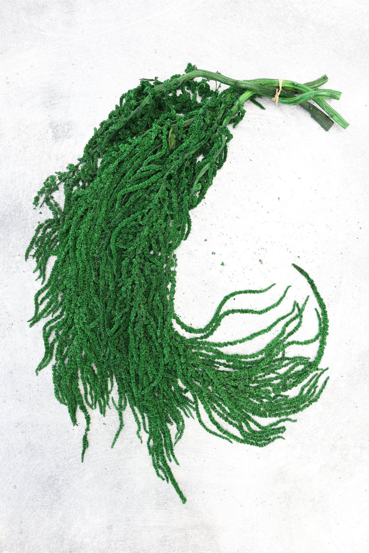 Forest Green Preserved Amaranthus