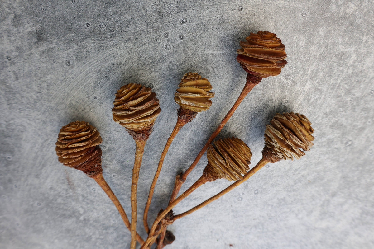 Dried Spiral Cone Bunch, South African Flowers 