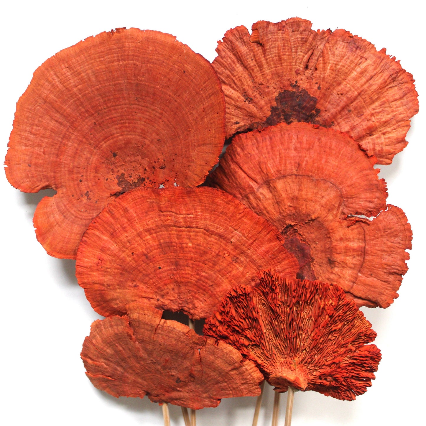 Sponge Mushrooms