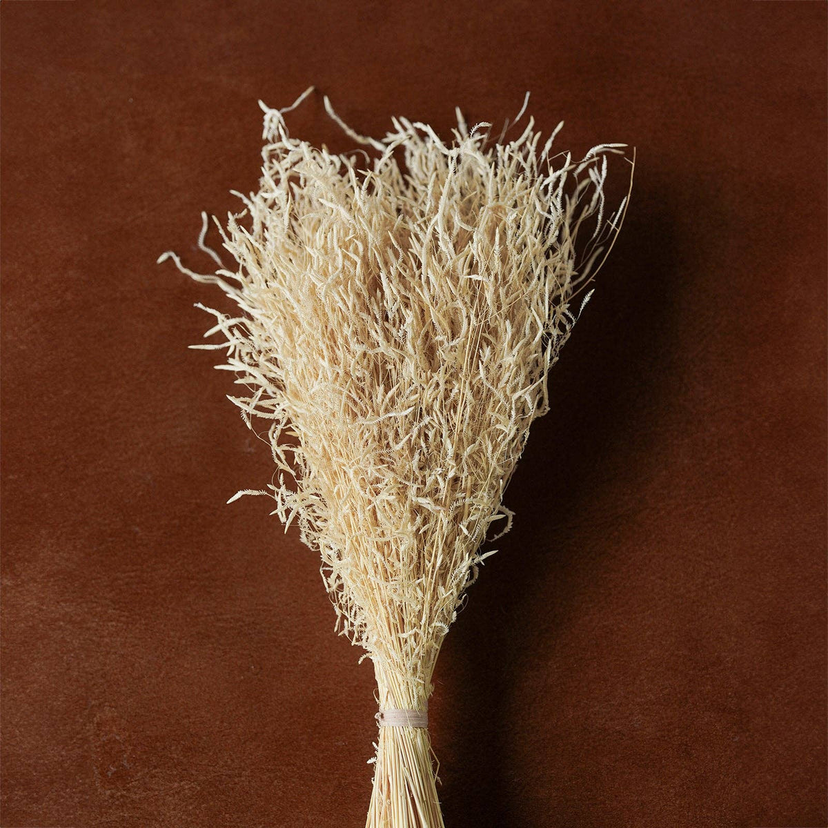 Dried flowers Bleached, 12"