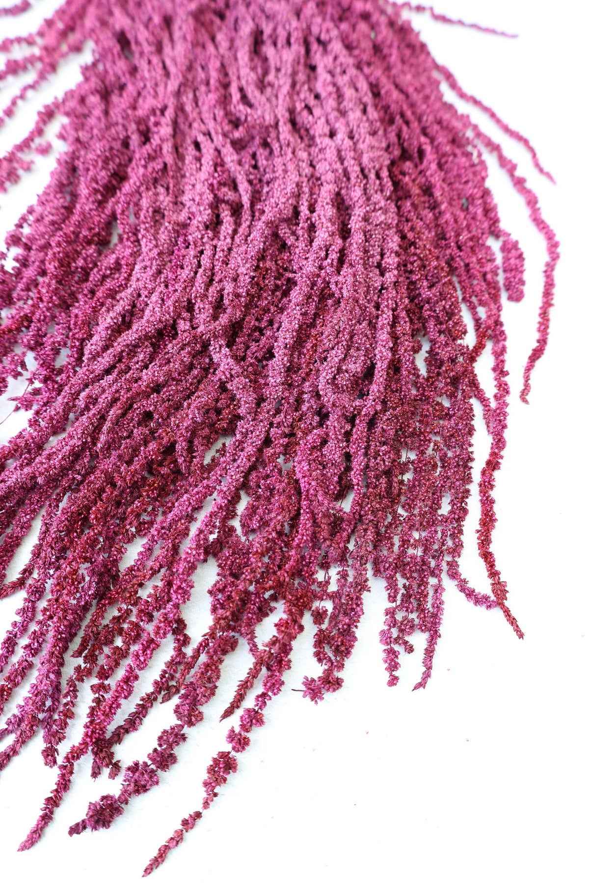 Preserved Amaranthus