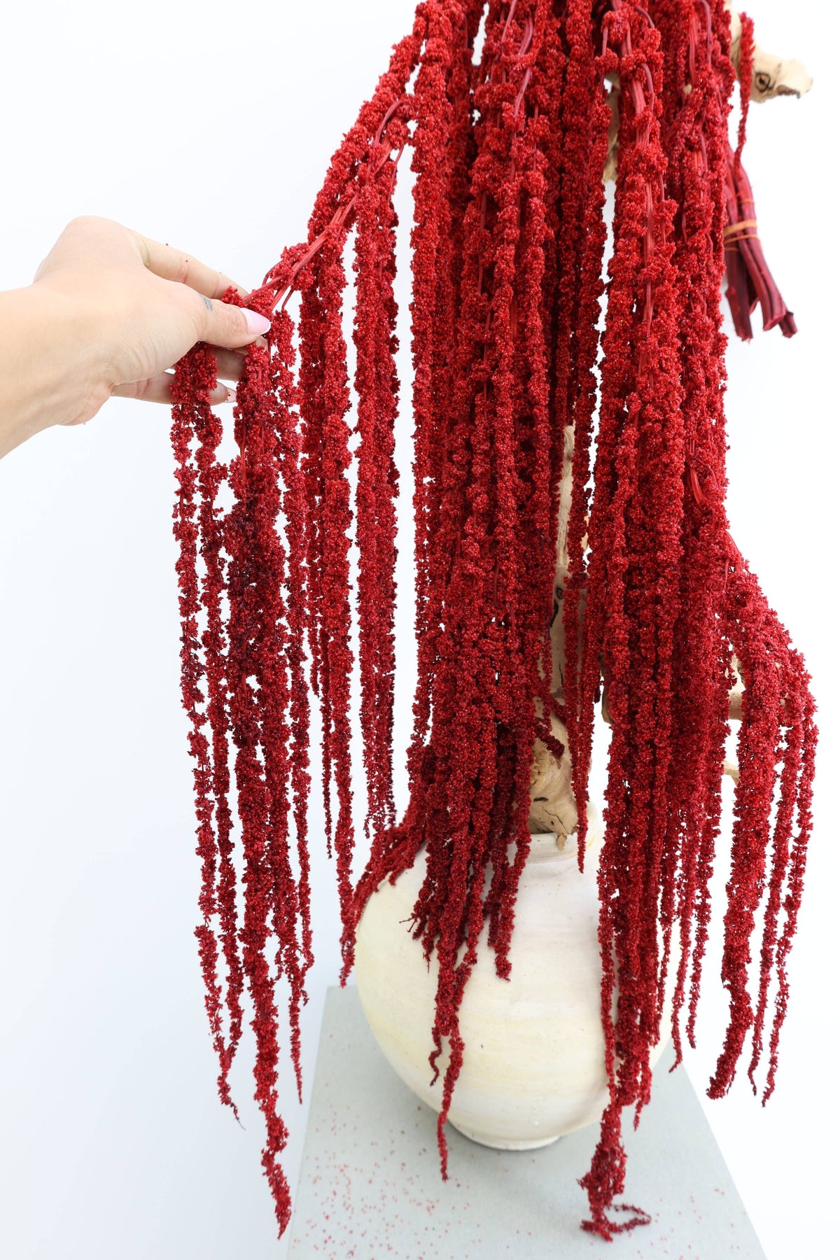 Red Amaranthus Hanging Preserved