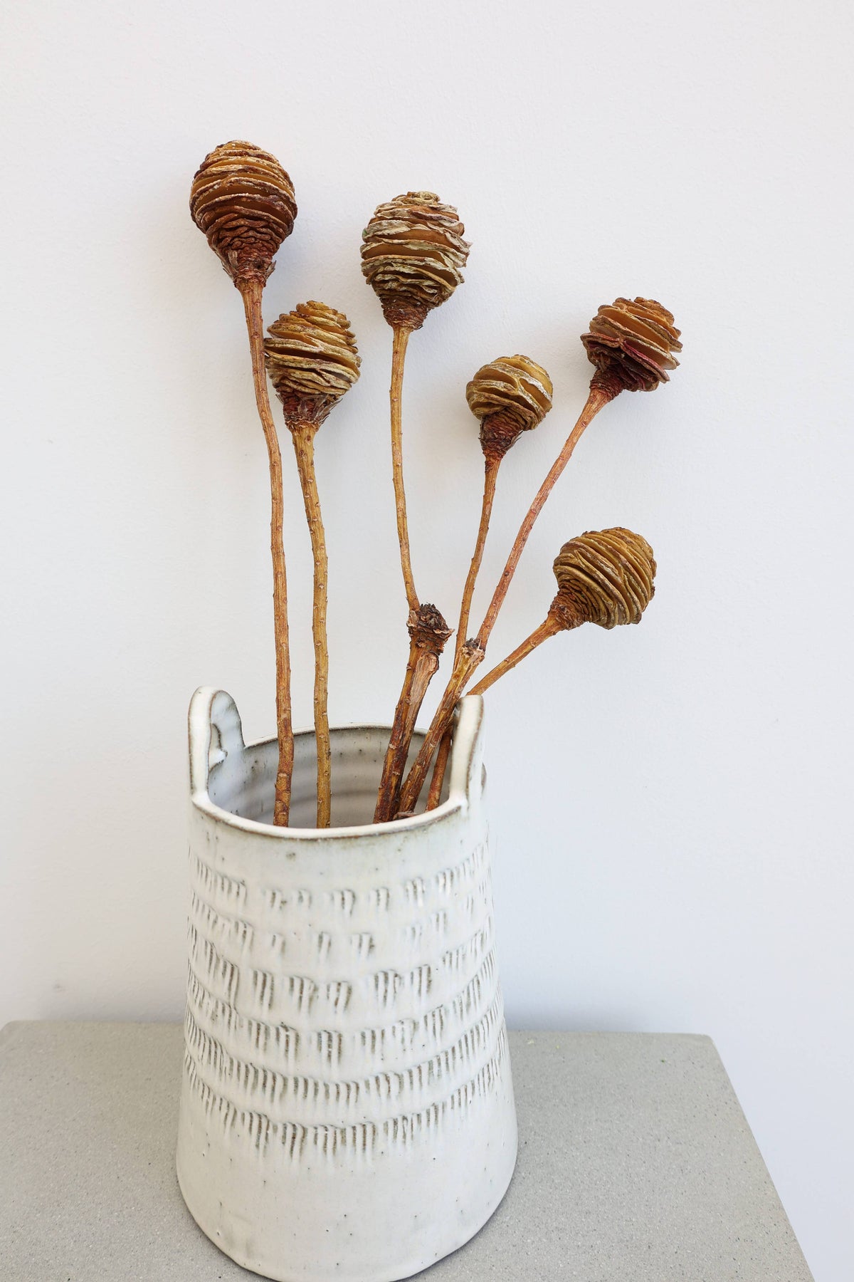 Dried Spiral Cone Bunch, South African Flowers 