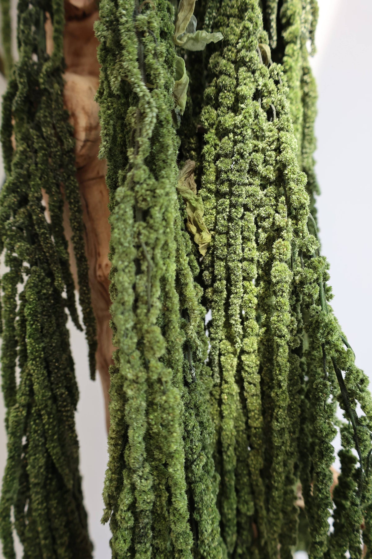 Green Preserved Amaranthus