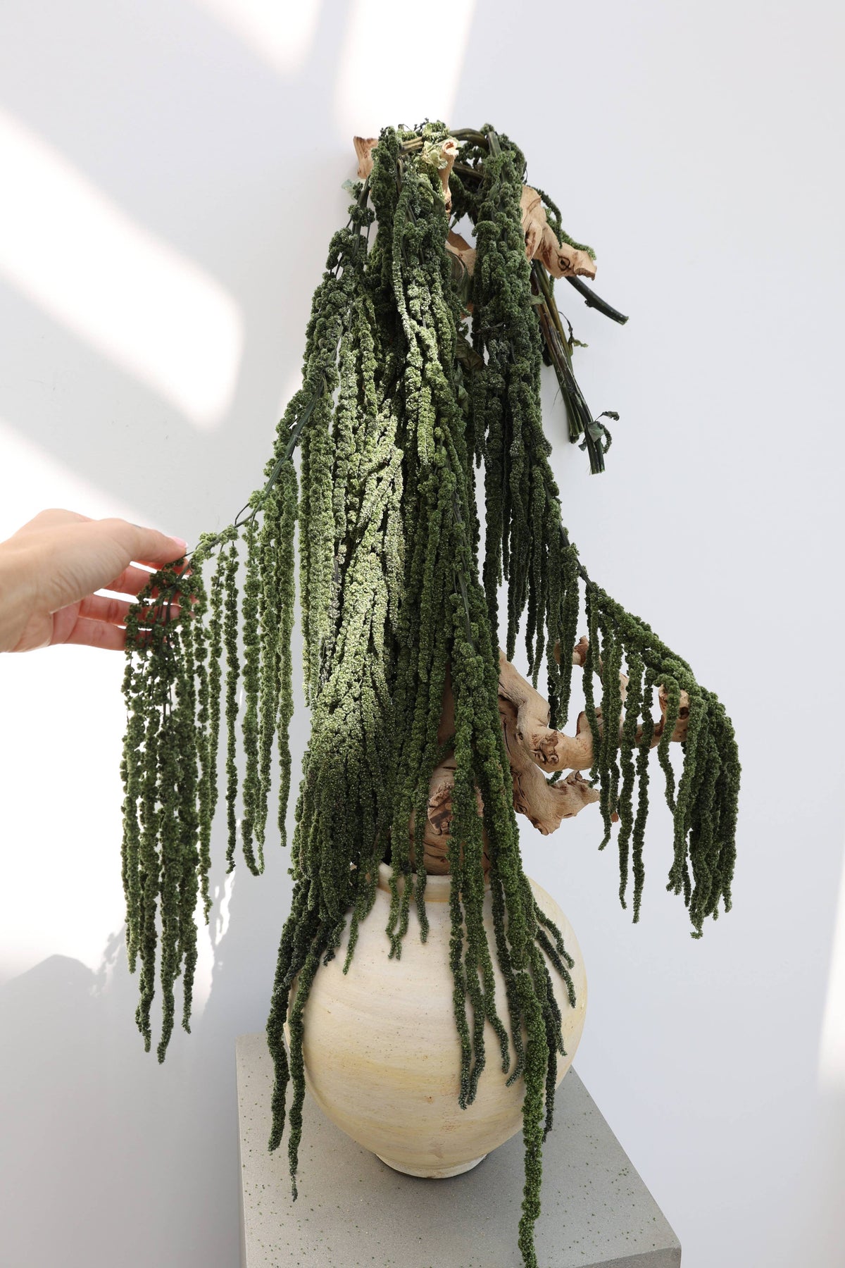 Green Preserved Amaranthus