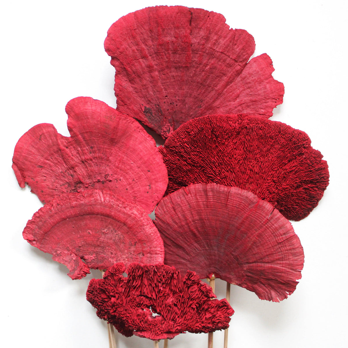 Sponge Mushrooms