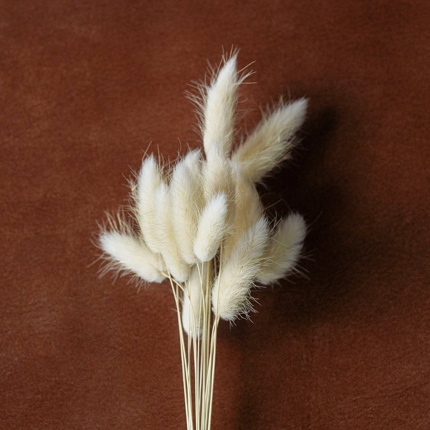 Dried flowers Bleached, 12"