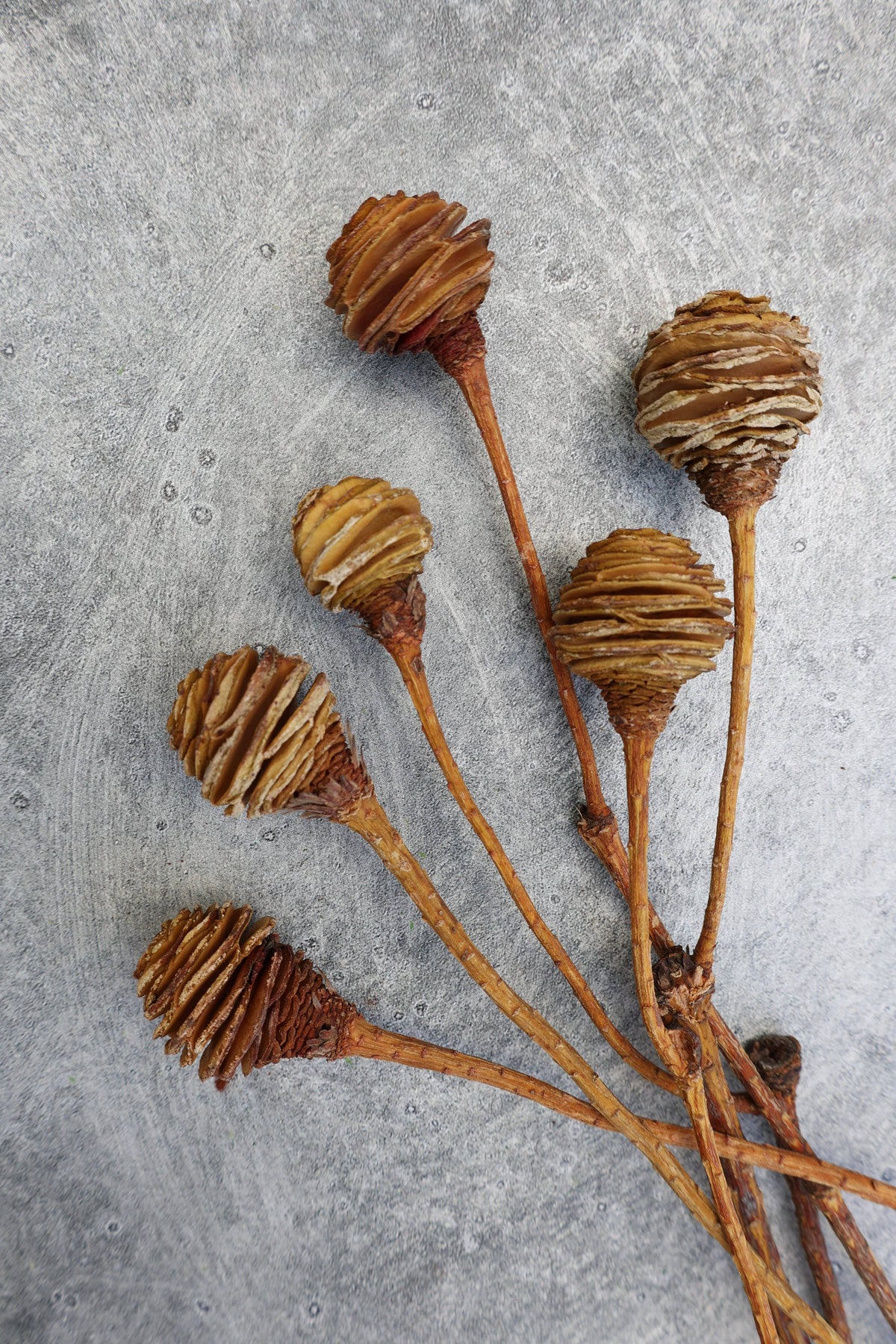 Dried Spiral Cone Bunch, South African Flowers 