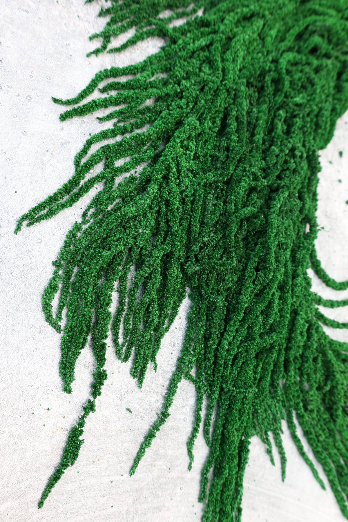 Forest Green Preserved Amaranthus