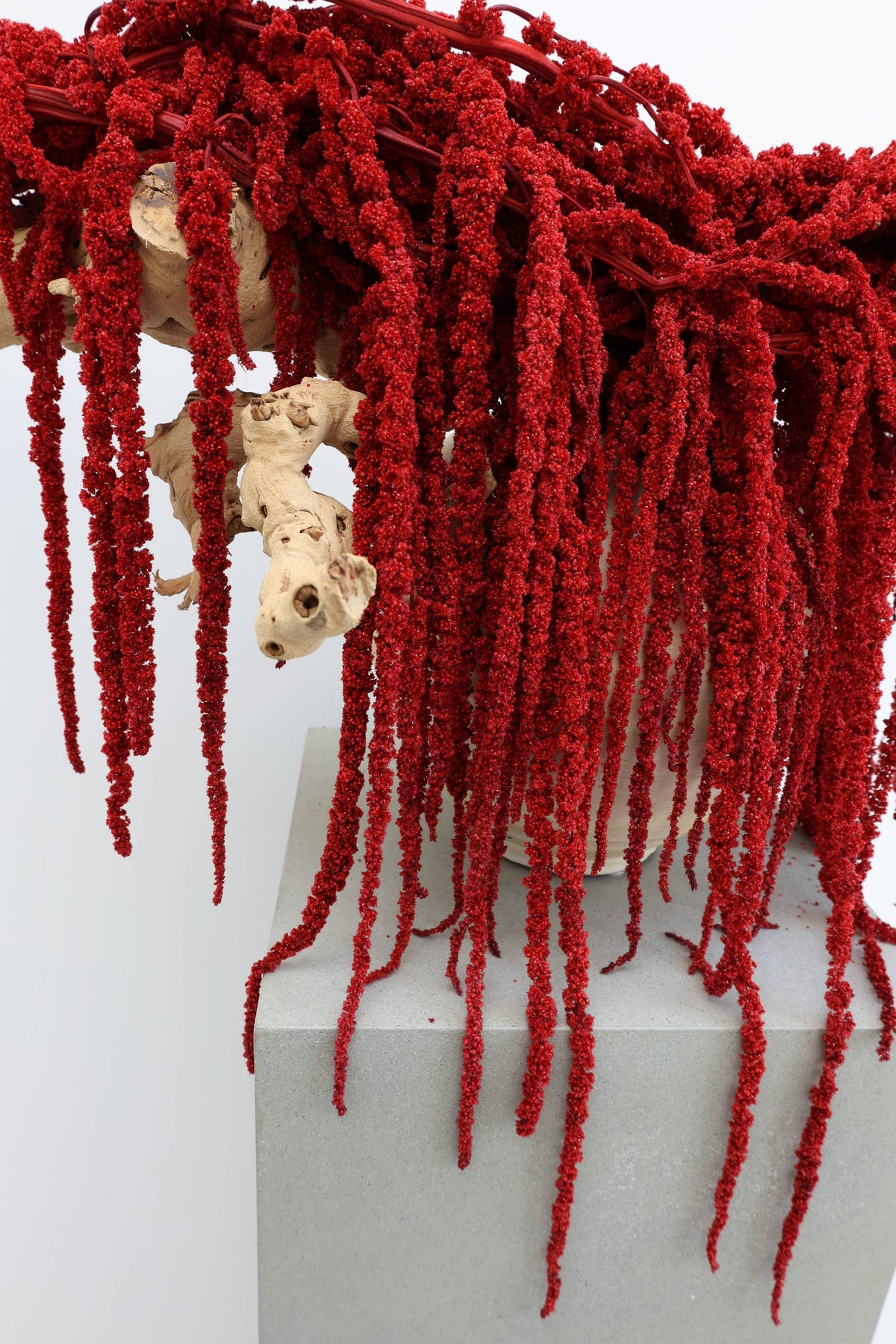 Red Amaranthus Hanging Preserved