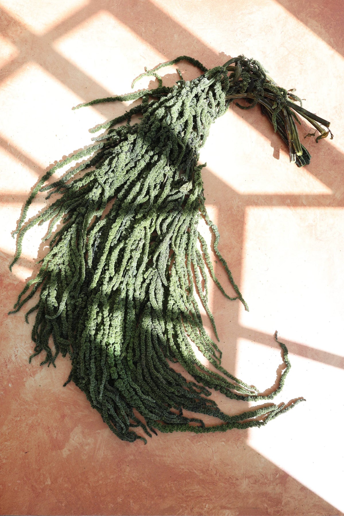 Green Preserved Amaranthus