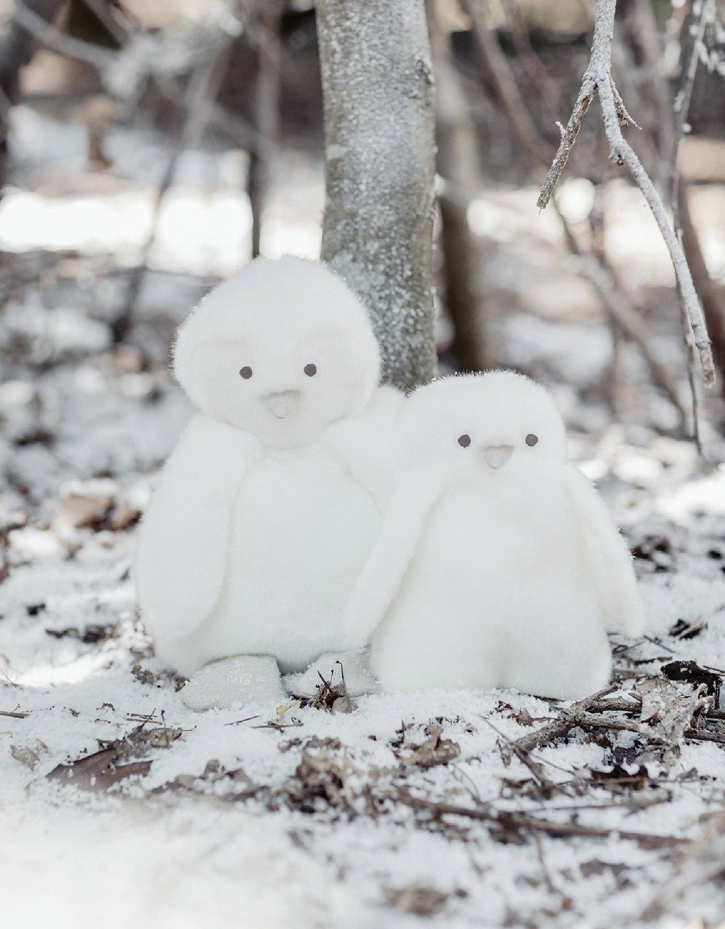 THE PENGUIN PAMPLEMOUSSE X TARTINE ET CHOCOLAT