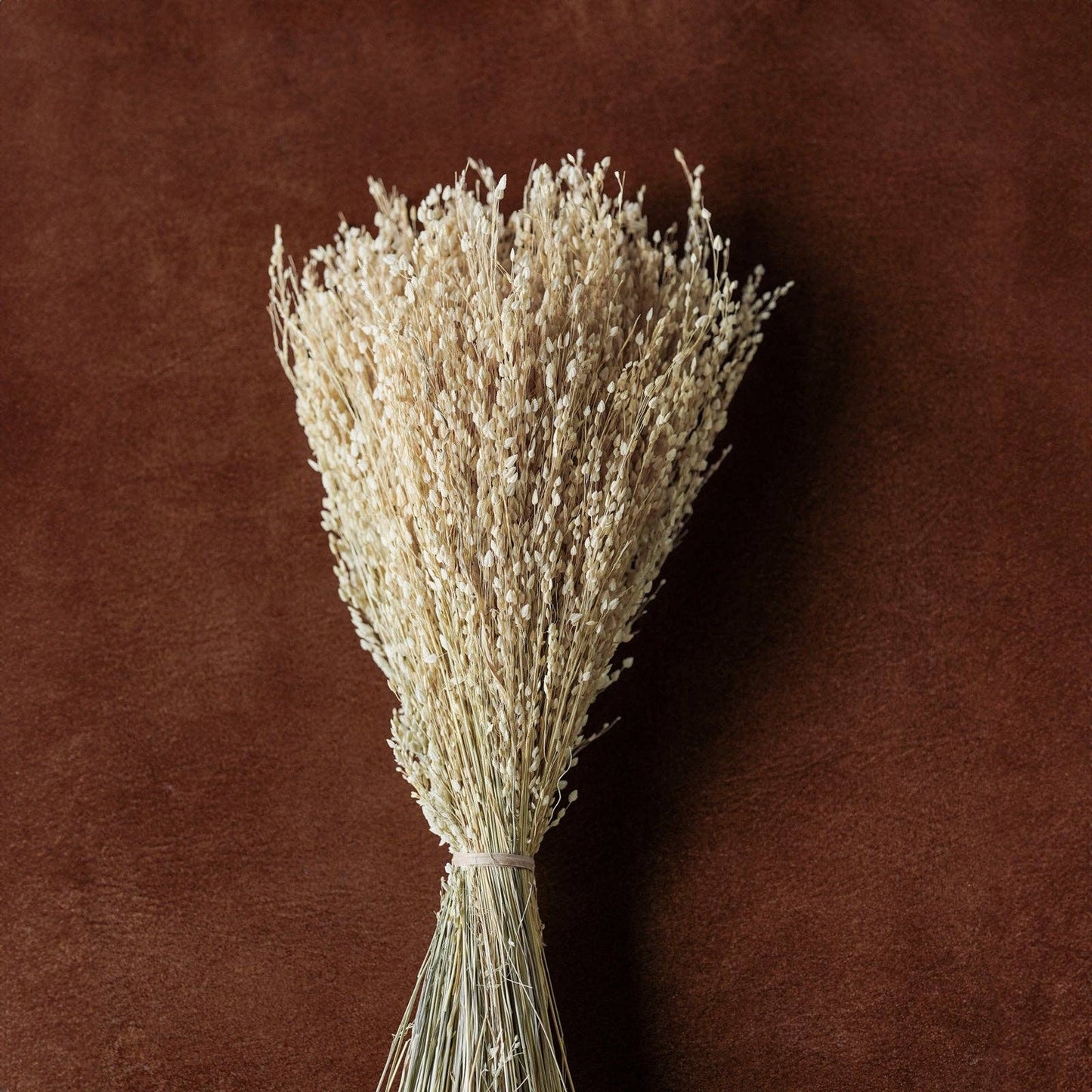 Dried flowers Bleached, 12"