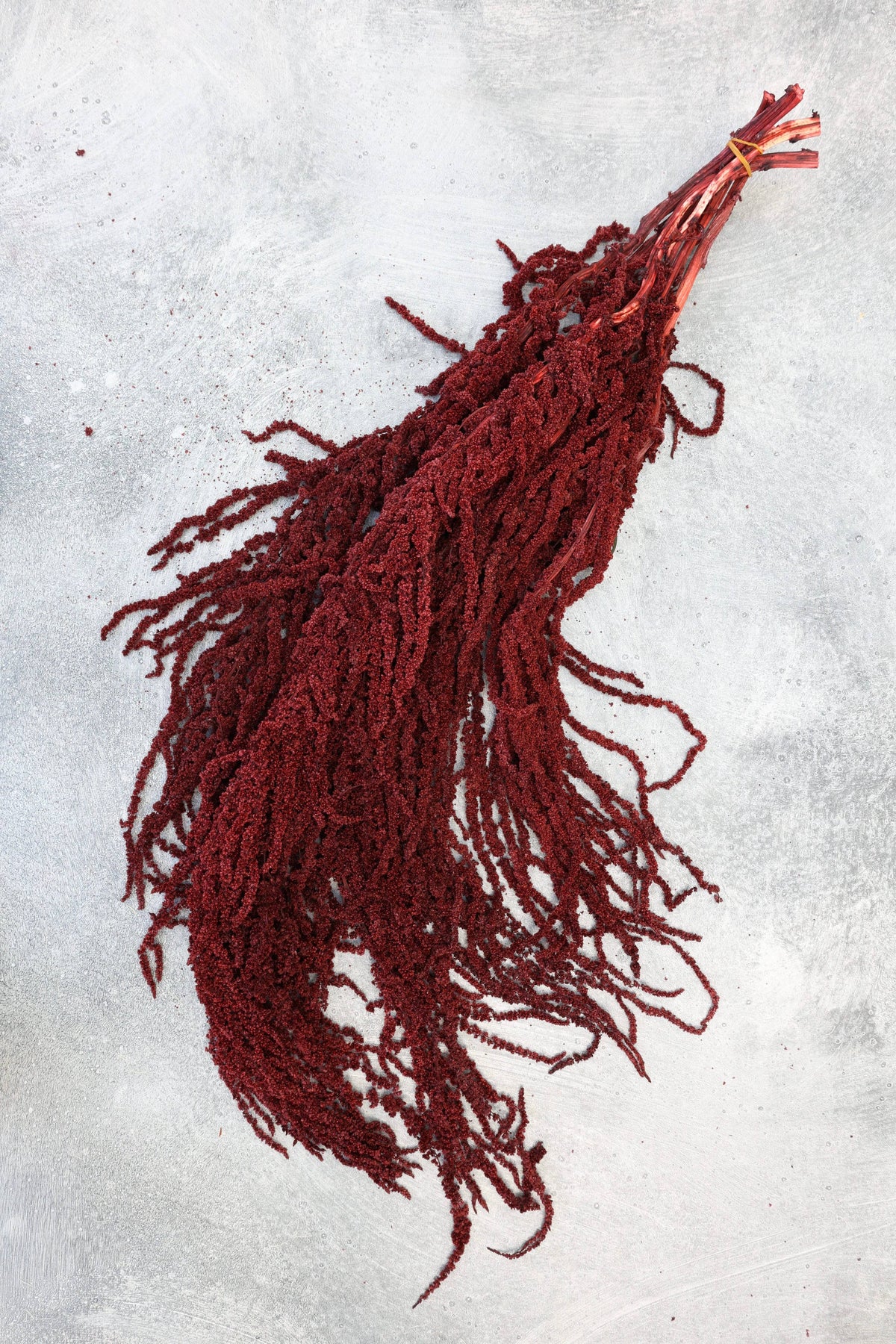 Preserved Deep Red Hanging Amaranthus